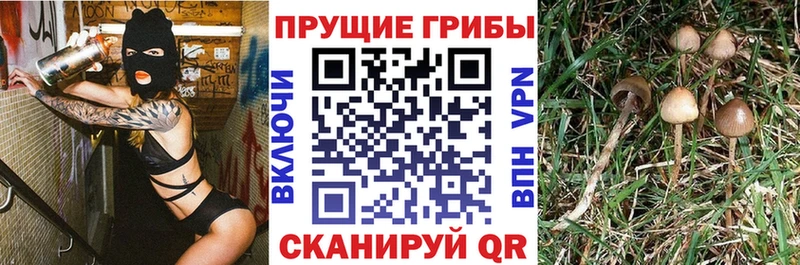 Псилоцибиновые грибы MAGIC MUSHROOMS  Купить где  Ершов 